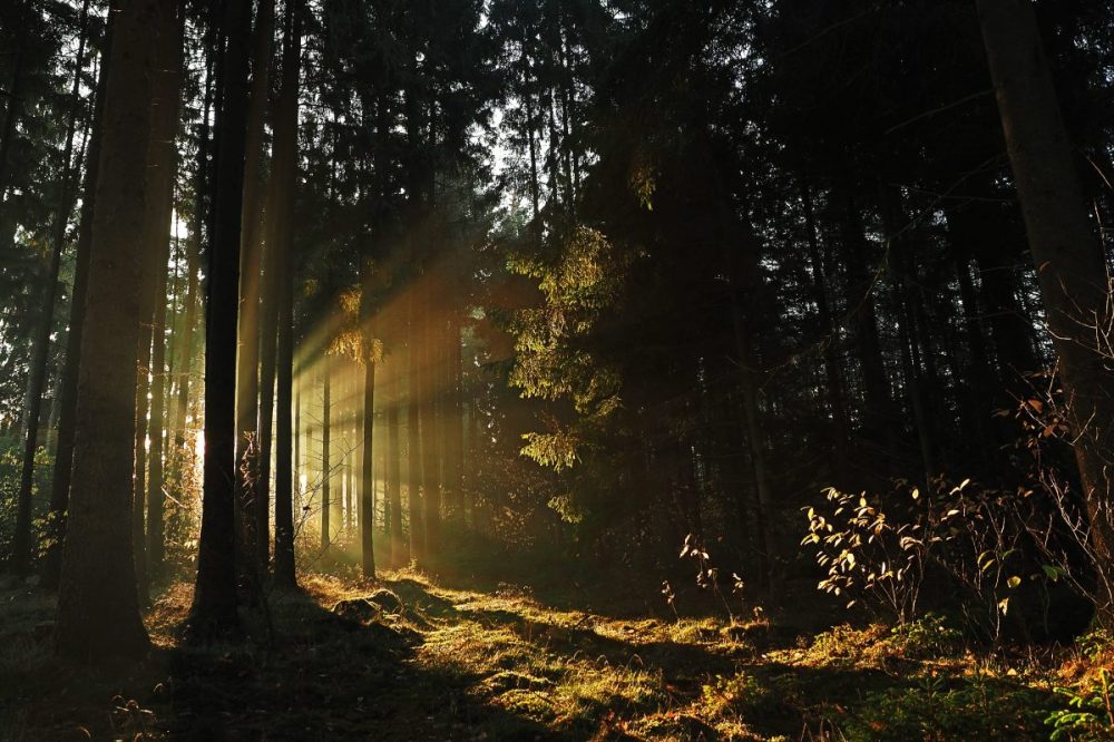 Winter training: Vitamin D and ultra-running